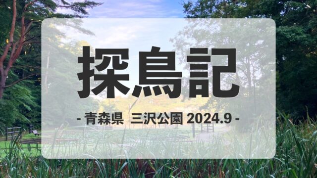 青森県の三沢公園で探鳥した2024年9月