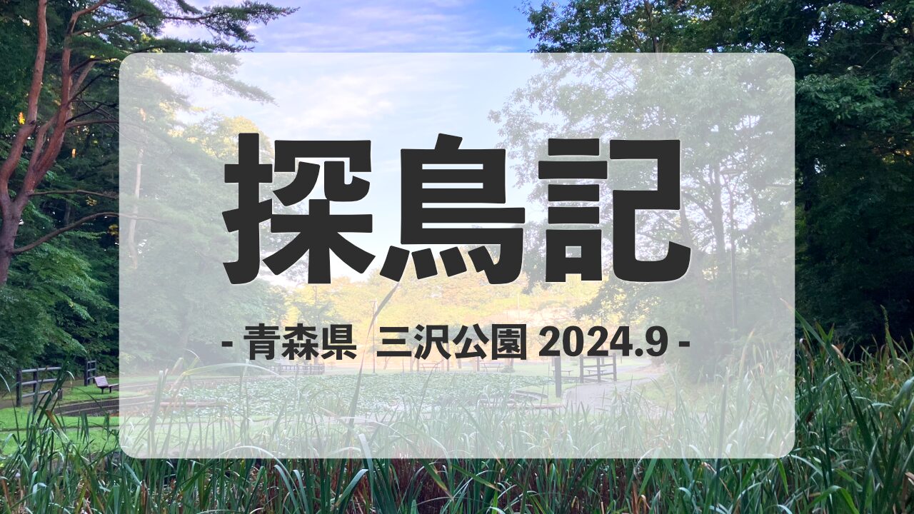 青森県の三沢公園で探鳥した2024年9月