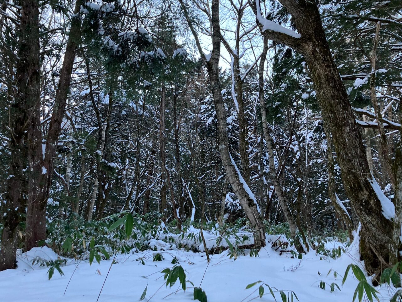 岐阜県の平湯自然探勝路の12月の様子