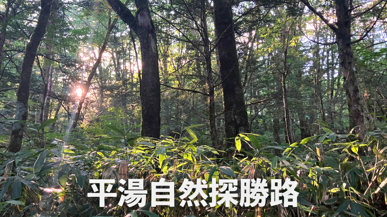 平湯自然探勝路｜岐阜県