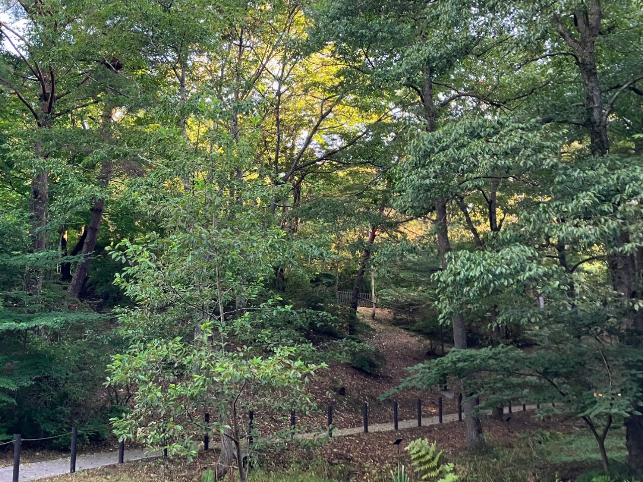 青森県三沢公園の遊歩道と林の画像