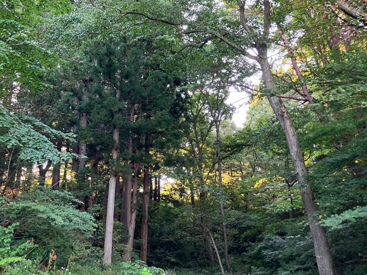 青森県三沢公園の林